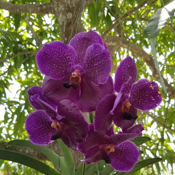 Meet L - Picture 1 of 2